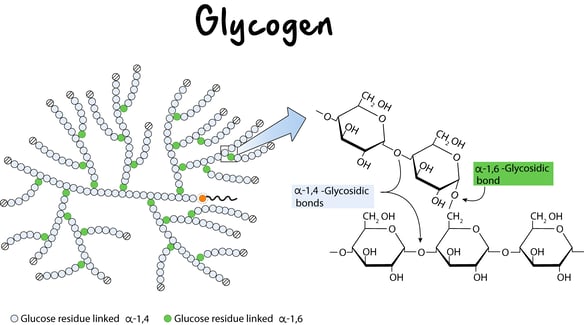 Biochemistry-MetabolicPathways-Glycogen_Glycogenolysis-Figure1