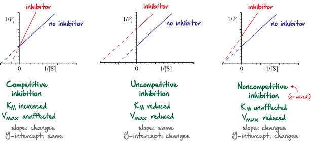 Biochemistry-Michaelis-MentenKinetics-Lineweaver-BurkPlots-Figure2