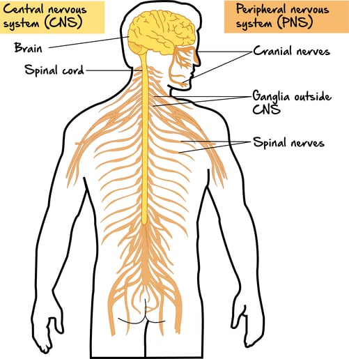 Biology-NervousSystem-MajorFunctions_OrganizationoftheVertebrateNervousSystem-Figure1