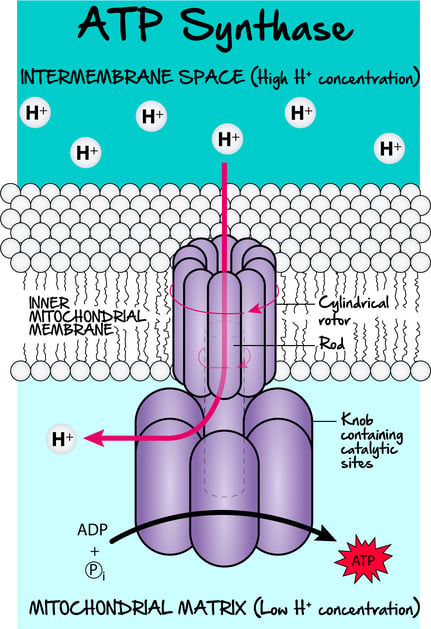 Biochemistry-CellularRespiration-ATPSynthaseChemiosmoticCoupling-Figure2