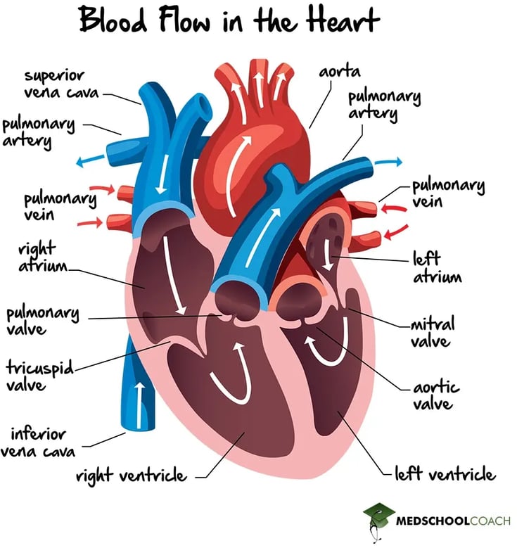 Circulation of blood through the heart's right atrium, right ventricle, left atrium, and left ventricle
