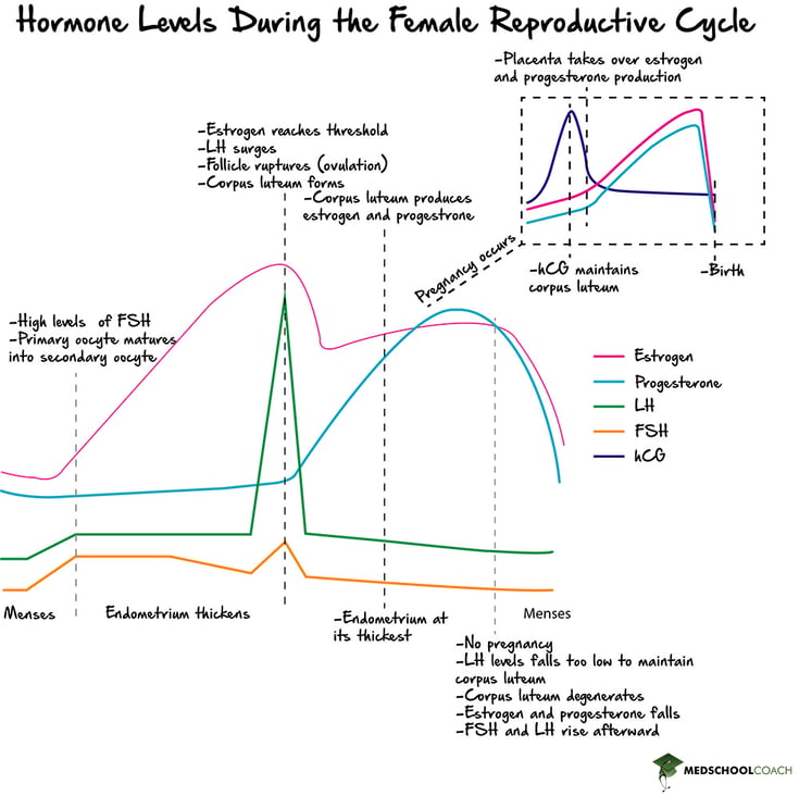 Hormone Changes During the Female Reproductive Cycle & Pregnancy - MCAT Biology