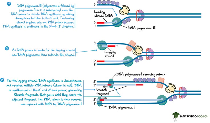 The Lagging Strand and Okazaki Fragments - MCAT Biology