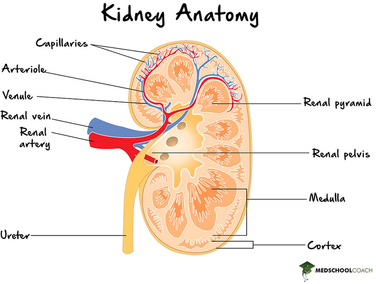 Kidney anatomy for the MCAT, showing how the kidney connects to the blood supply and the renal cortex and medulla