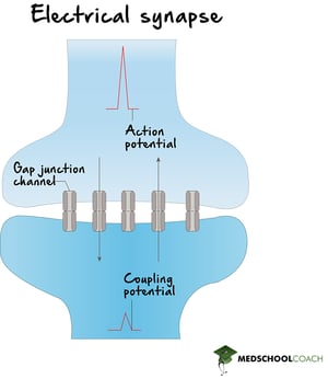 Electrical Synapse - MCAT Biology