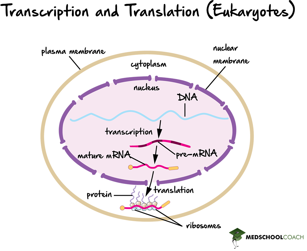 Transcription and Translation in Eukaryotes - MCAT Biology