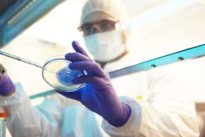 researcher putting sample on petri dish