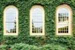 three windows with plants