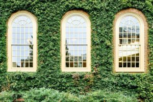 three windows with plants