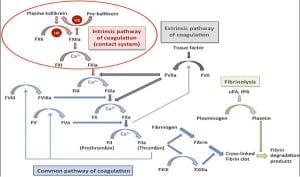 common pathway of coagulation chart