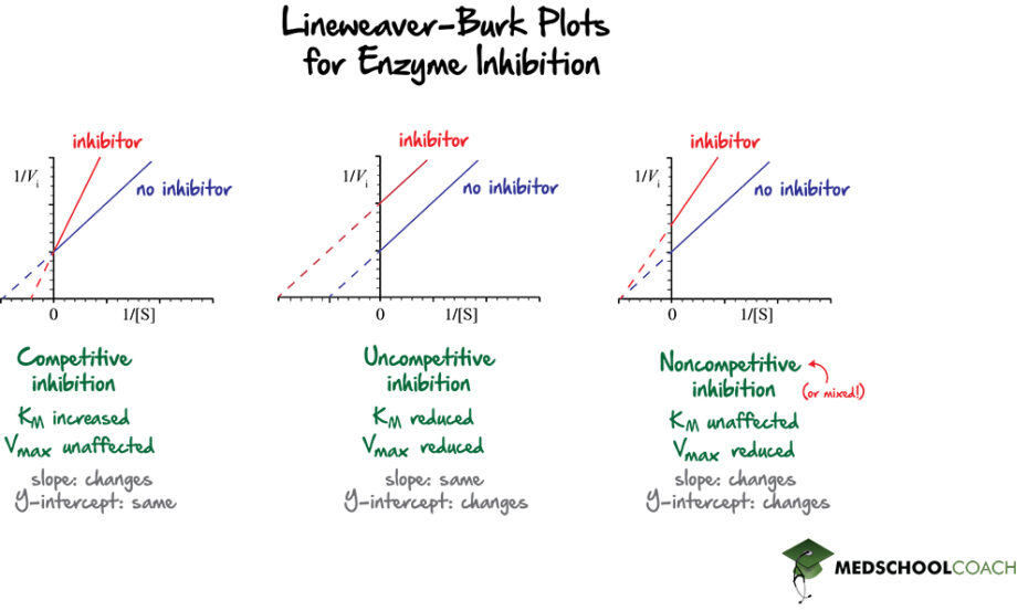x and y intercept of lineweaver burk plot