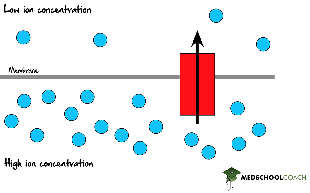 Proton Motive Force - MCAT Biochemistry