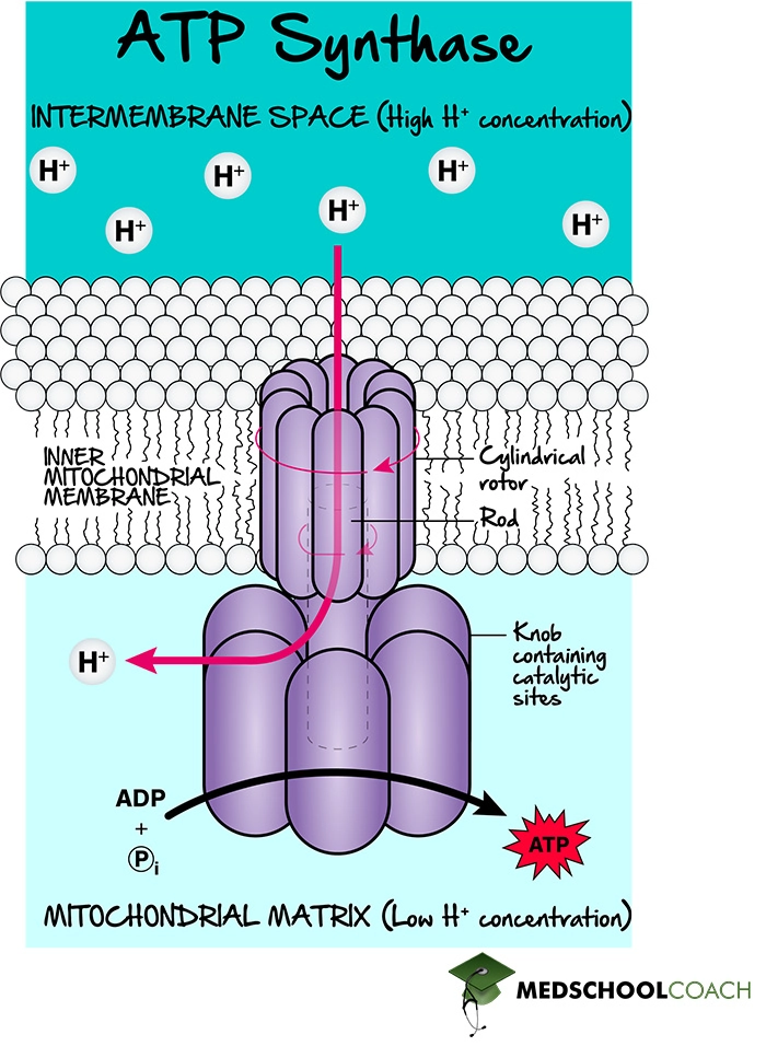 ATP Synthesis via Chemiosmotic Coupling and Proton Motive Force - MCAT Biochemistry