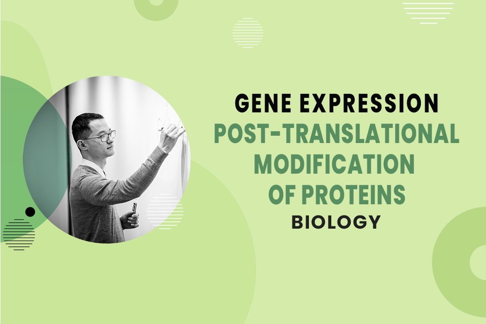 Post-Translational Modification of Proteins - Central Dogma - Gene Expression - MCAT Biology