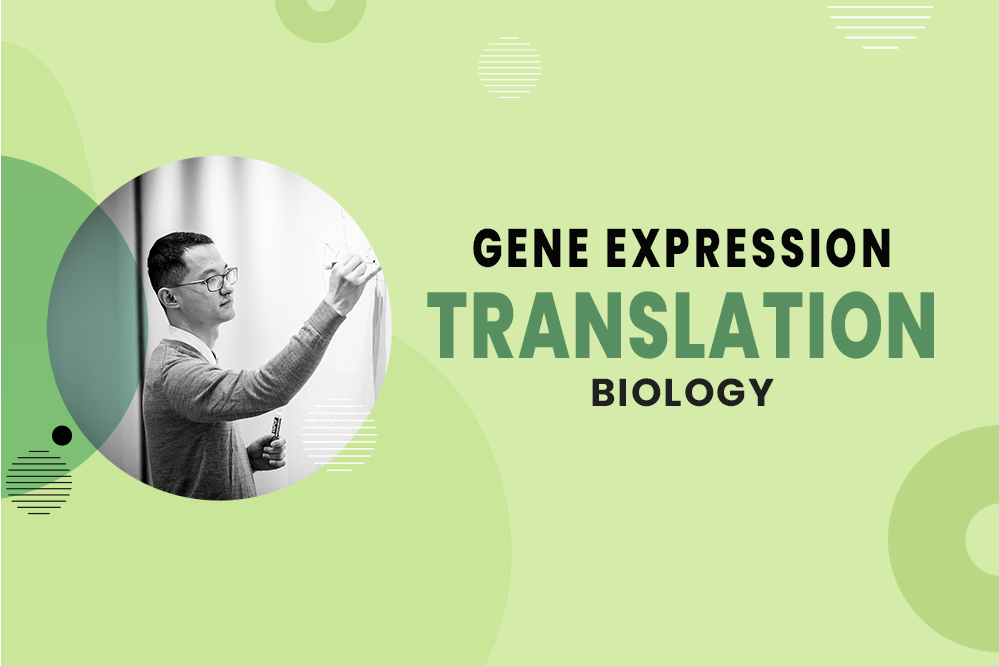 Translation - Gene Expression - MCAT Biology