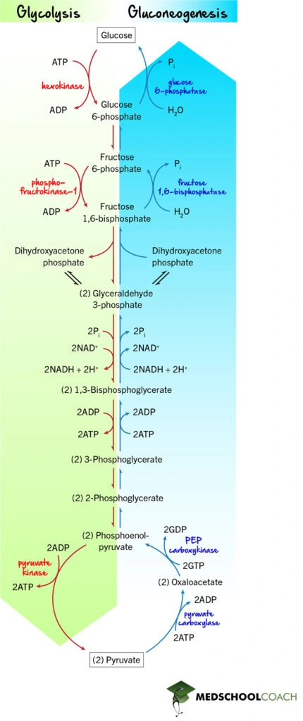 Glycolysis vs Gluconeogenesis - MCAT Biochemistry