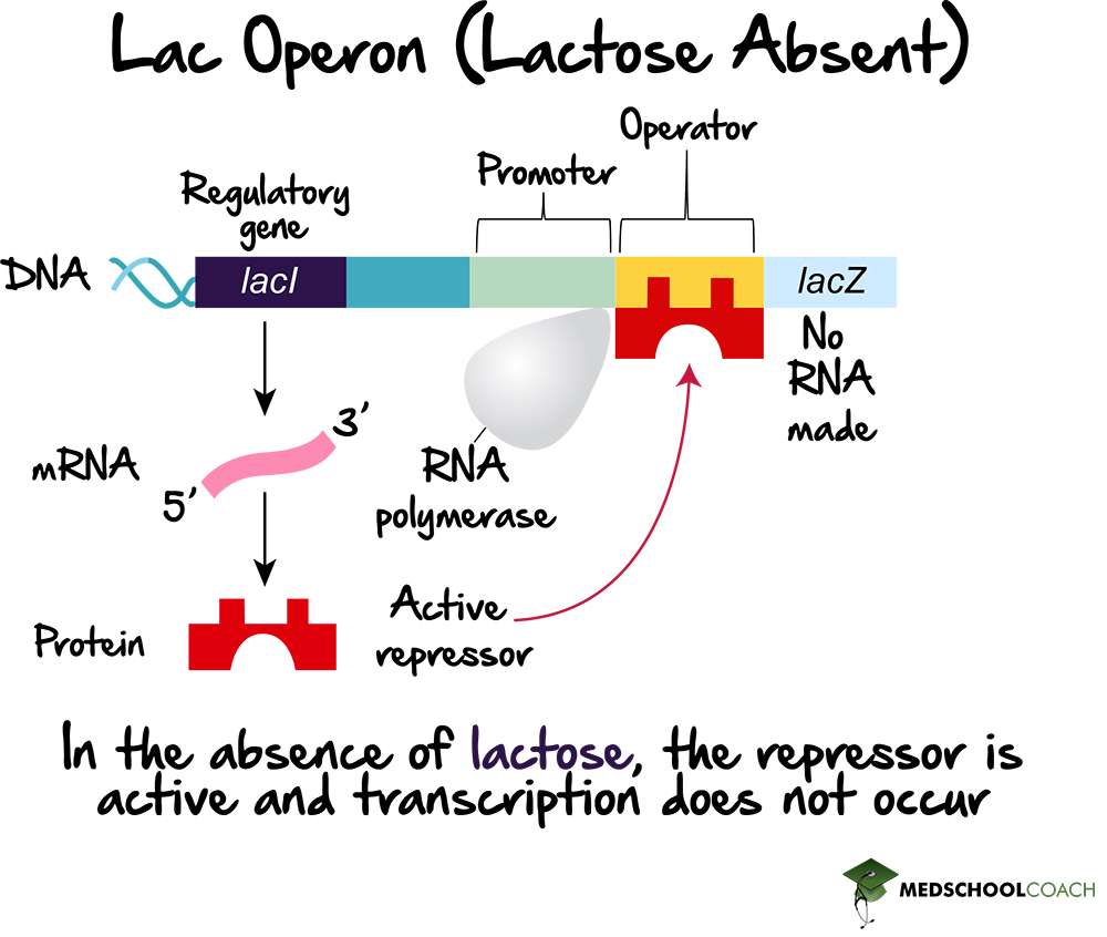 The Lac Operon (Active Repressor) - MCAT Biology