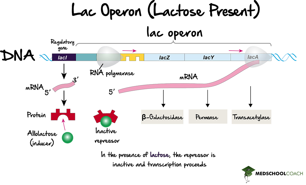 The Lac Operon (Inactive Repressor) - MCAT Biology