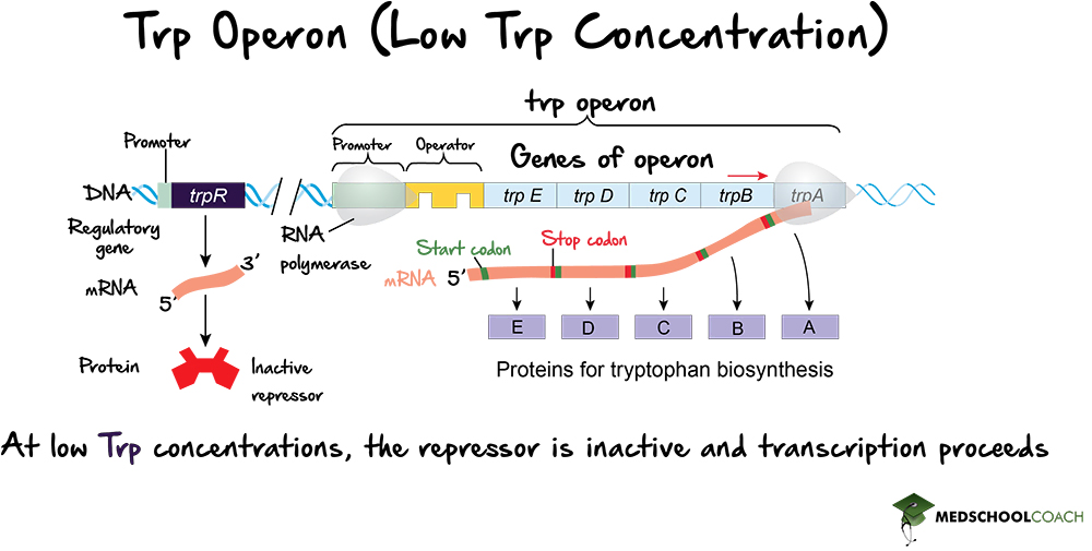 The Trp Operon (Inactive Repressor) - MCAT Biology