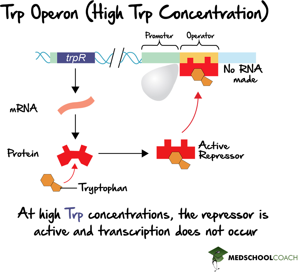 The Trp Operon (Active Repressor) - MCAT Biology