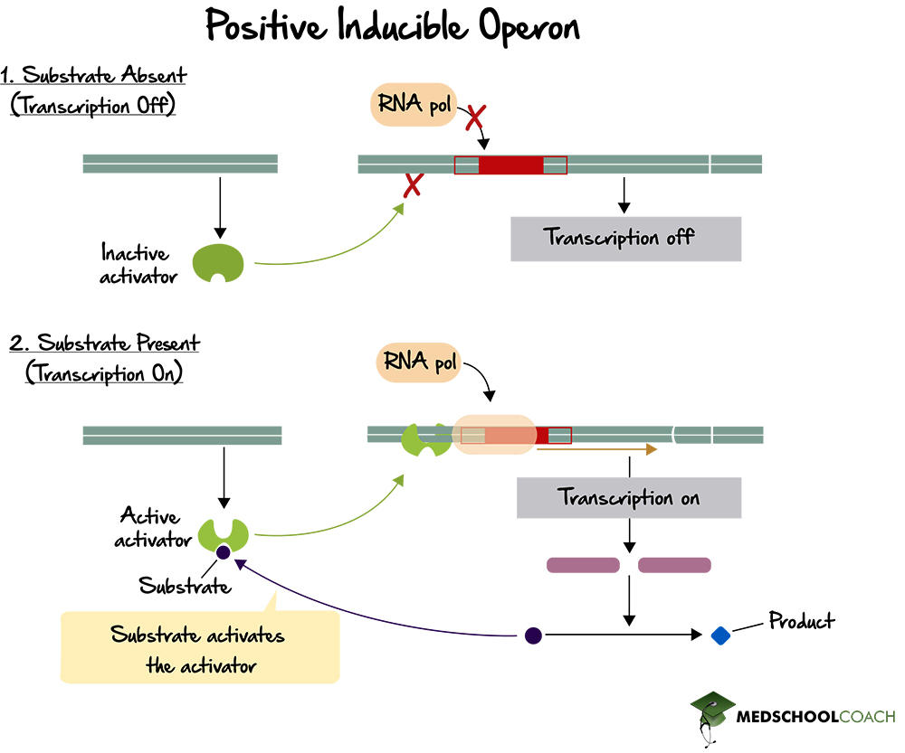 Positive Inducible Operon - MCAT Biology