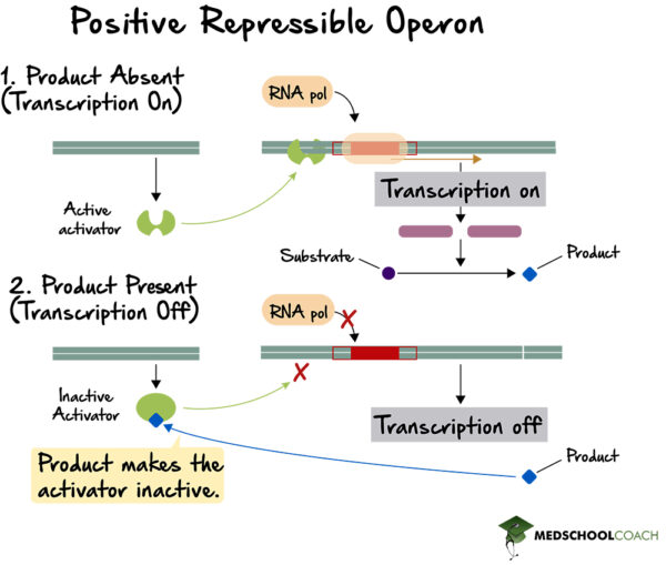Operons & Prokaryotic Gene Expression Part 2- MCAT Biology | MedSchoolCoach