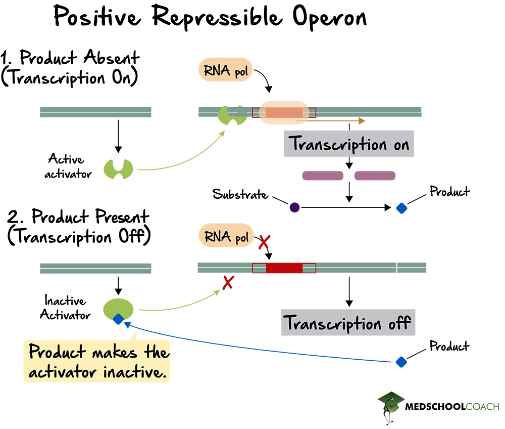 Positive Repressible Operon - MCAT Biology