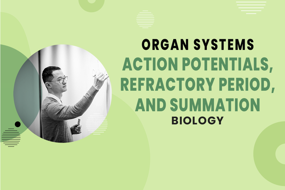 Action Potentials, Refractory Periods, and Summation - Organ Systems - MCAT Biology