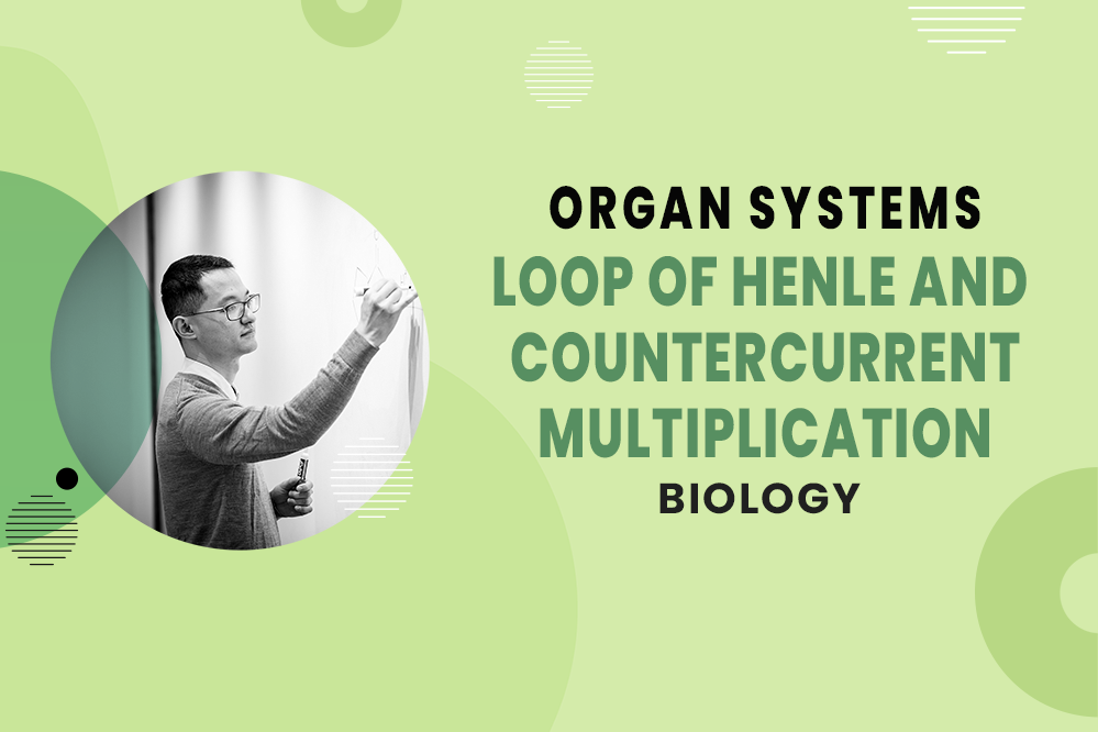 Loop of Henle & Countercurrent Multiplication - Organ Systems - MCAT Biology