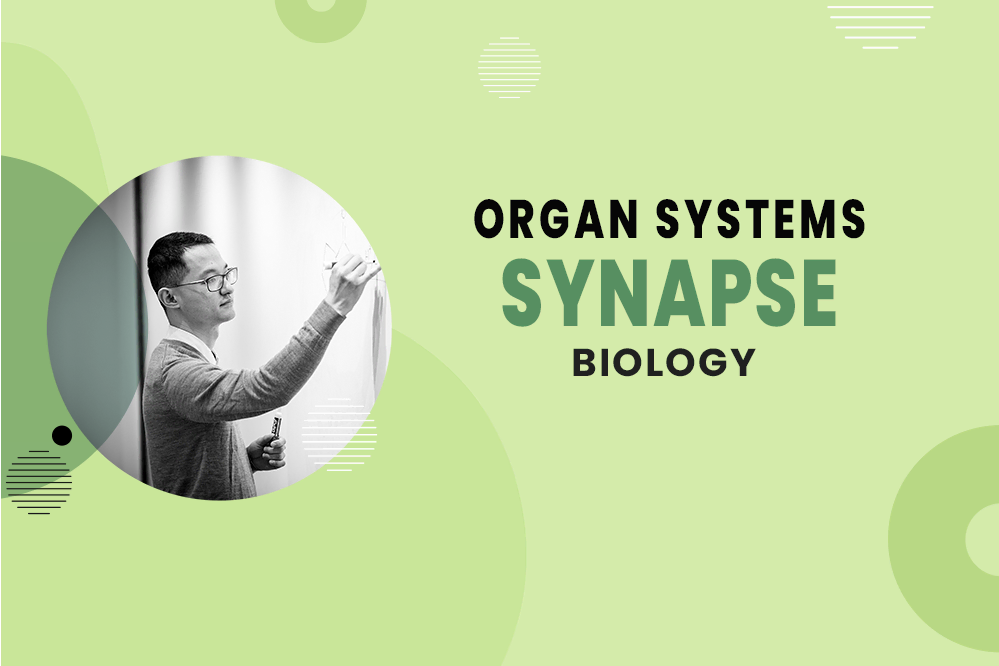 Synapse - Organ Systems - MCAT Biology