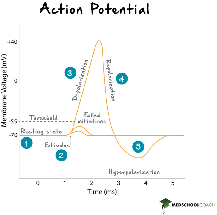 what is action potential in biology class 11