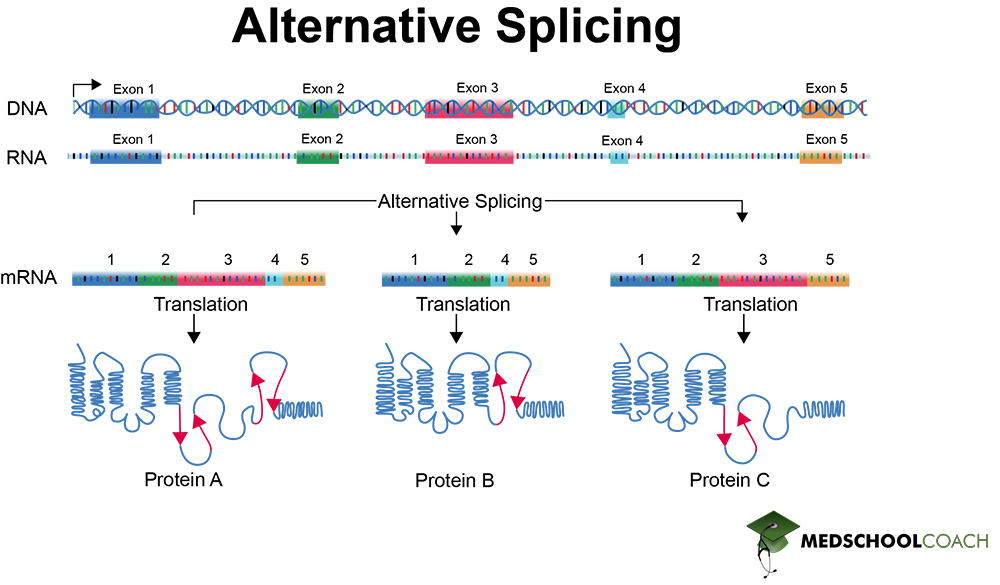 Alternative Splicing - MCAT Biology