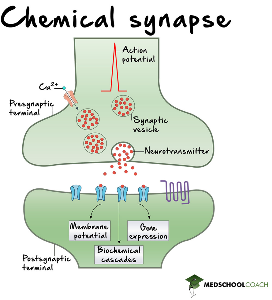 Chemical Synapse - MCAT Biology