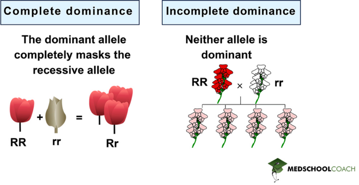 Dominance, Penetrance, Expressivity, Hybrid Viability, and Gene Pool