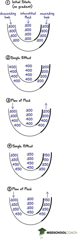 Countercurrent Multiplication in the Loop of Henle - MCAT Biology