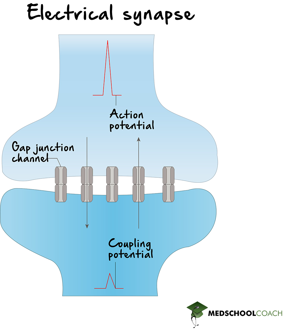 Synapse MCAT Biology MedSchoolCoach