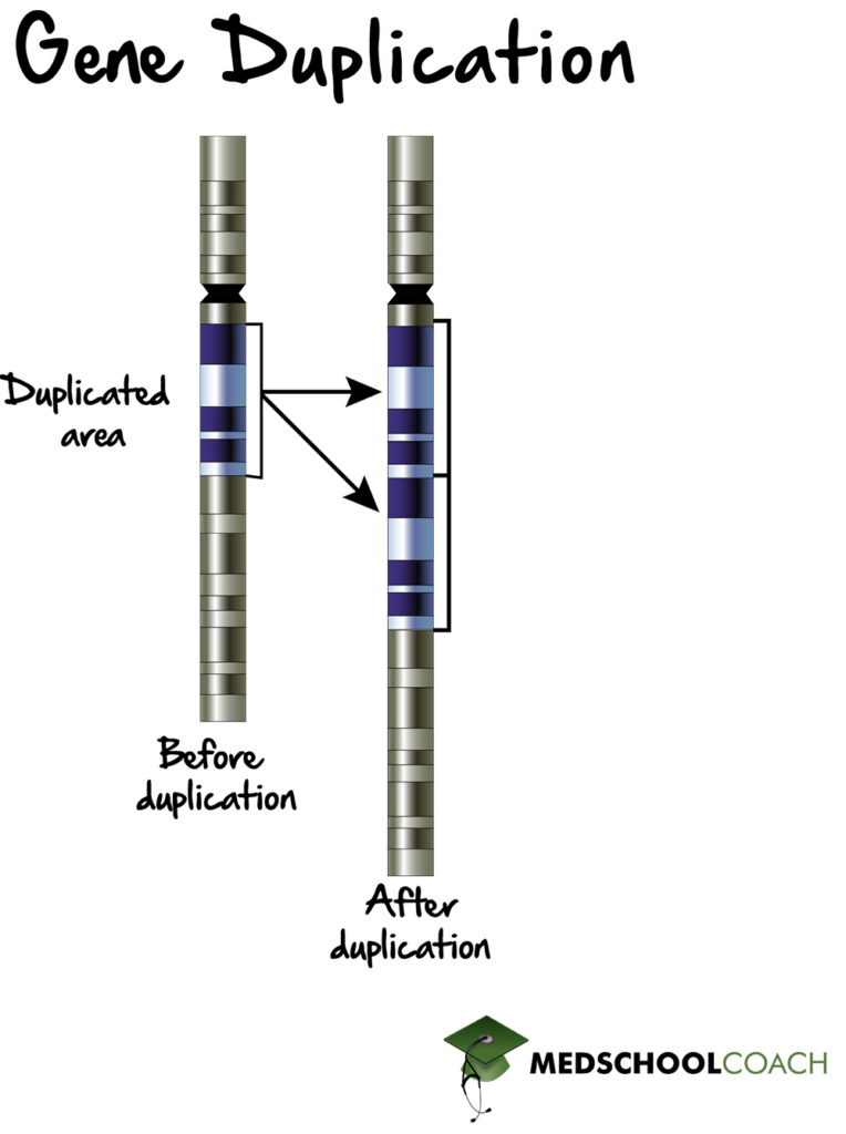 Gene Duplication - MCAT Biology