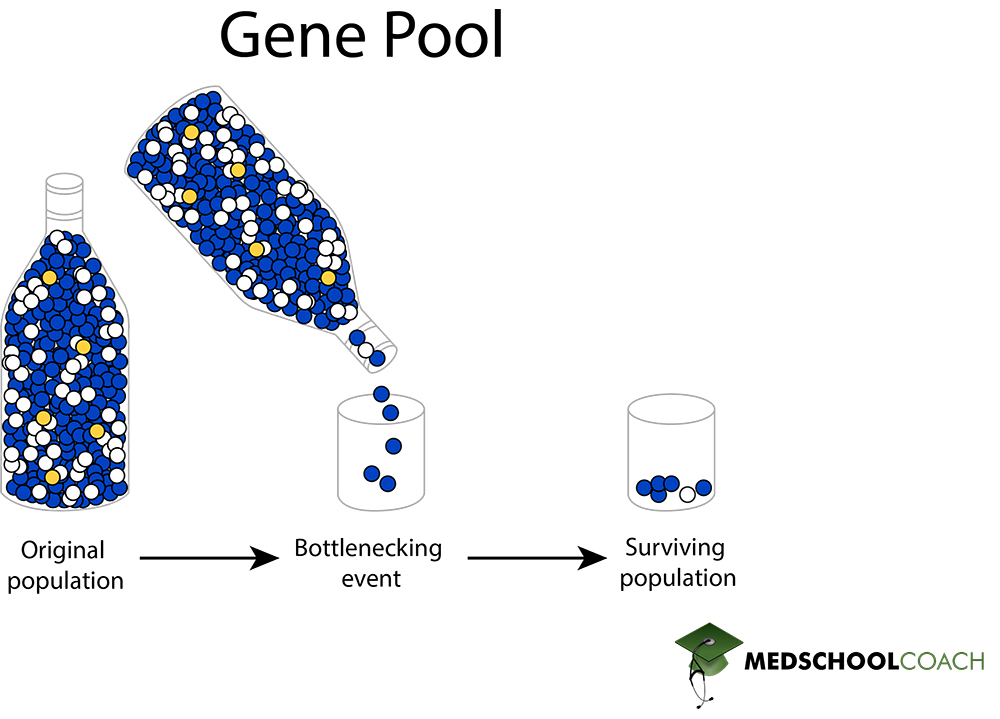 Gene Pool and Bottleneck Effect - MCAT Biology