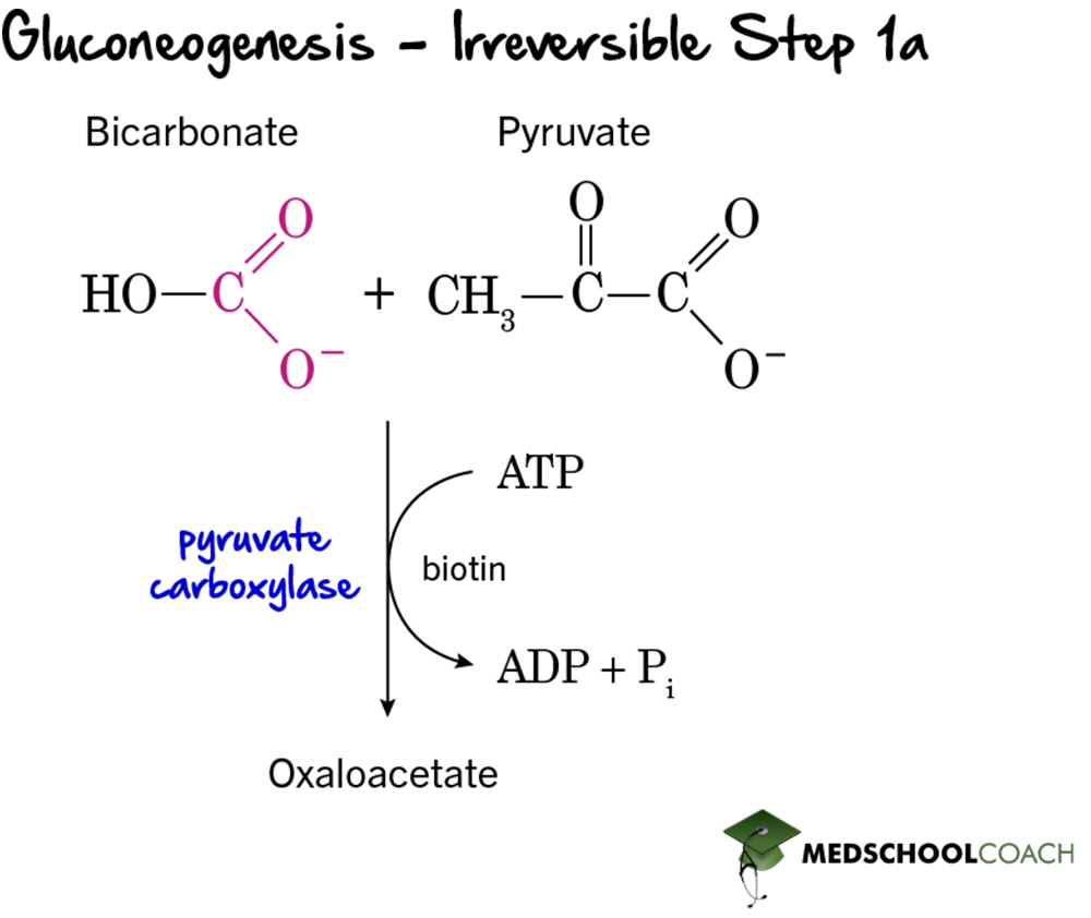 Gluconeogenesis Irreversible Step 1a - MCAT Biochemistry