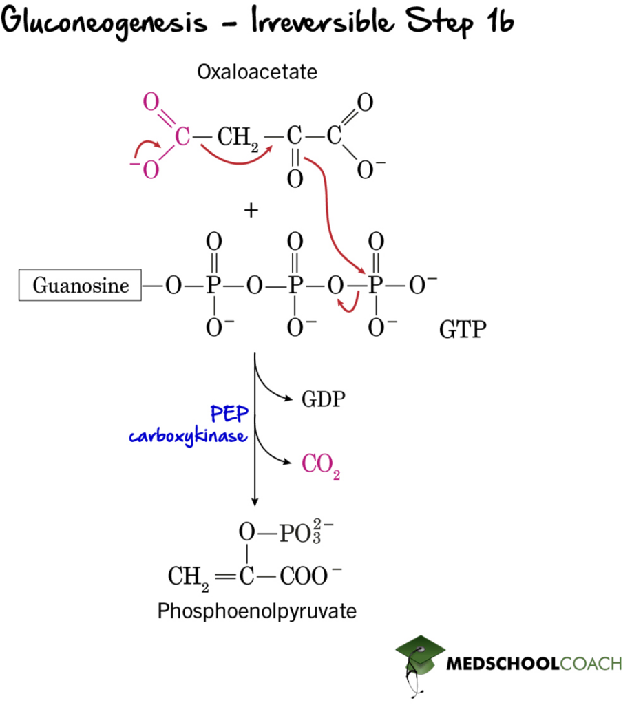 Gluconeogenesis Irreversible Step 1b - MCAT Biochemistry