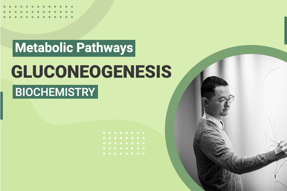 Gluconeogenesis - MCAT Biochemistry