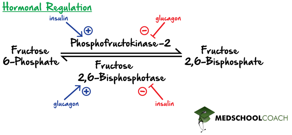 Hormonal Regulation of F2,6BP Production in Glycolysis and Gluconeogenesis - MCAT Biochemistry