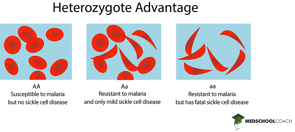 Hybrid Viability - MCAT Biology