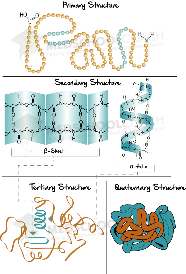 Levels of Protein Structure MCAT Biology MedSchoolCoach