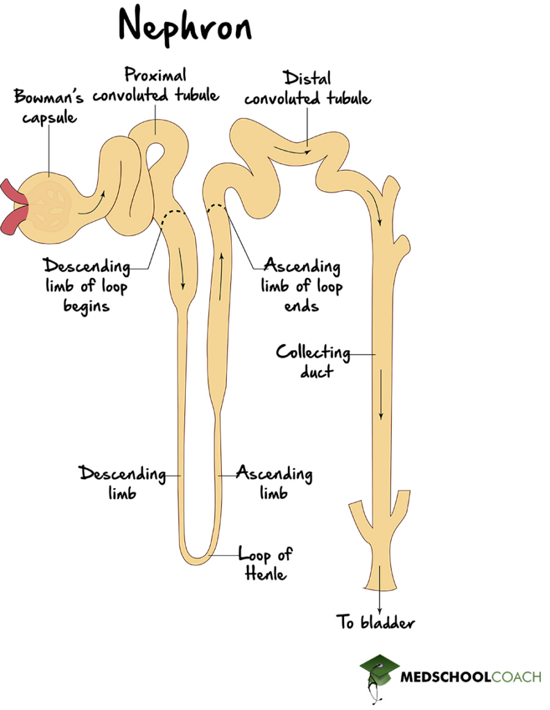 Nephron - MCAT Biology