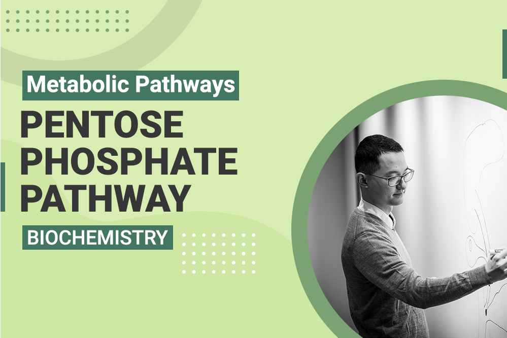 Pentose Phosphate Pathway - MCAT Biochemistry