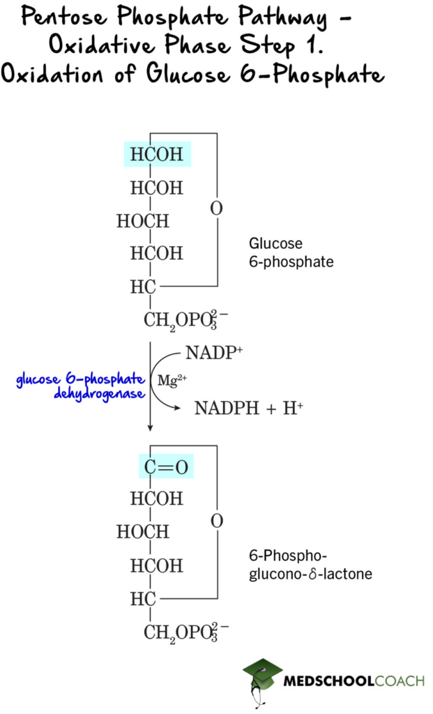 Pentose Phosphate Pathway - Step 1