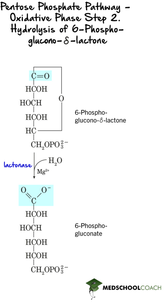 Pentose Phosphate Pathway - Step 2