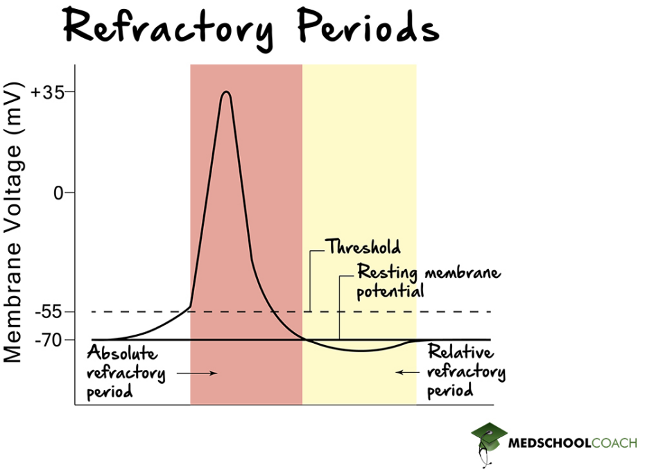 Action Potentials, Refractory Period, and Summation MCAT Biology MedSchoolCoach