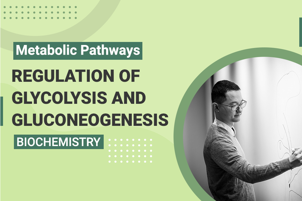 regulation of Glycolysis and Gluconeogenesis - MCAT Biochemistry